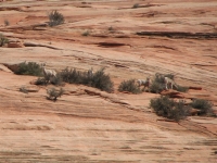 Bighorns in the Rocks